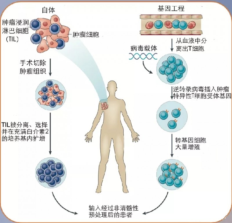 印戒细胞癌_戒烟激活癌细胞_黑色素癌与基底细胞癌那个严重