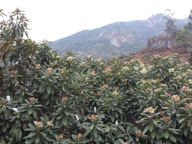 福建云霄离 厦门多远_福建云霄水果种植基地_福建最新云霄新闻