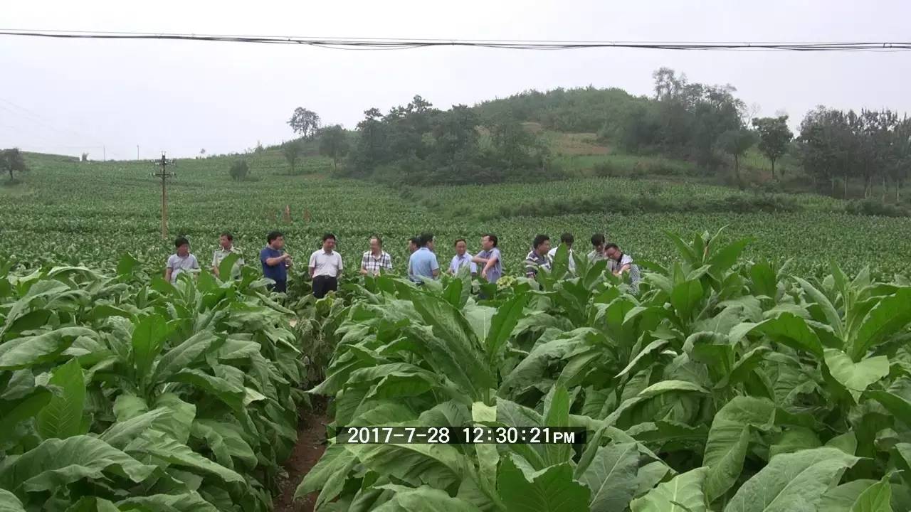 优质进口葡萄酒批发价格_中国进口优质烟叶_优质进口葡萄酒价格