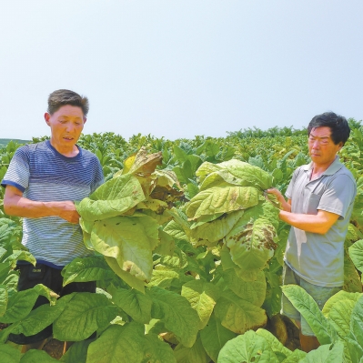 中国进口优质烟叶_优质进口葡萄酒批发价格_优质进口葡萄酒价格