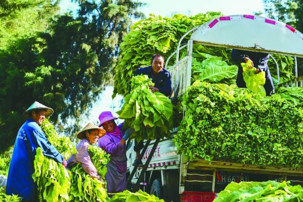 云南中烟原料中心_烟花的制作和原料_电子烟是什么原料做的