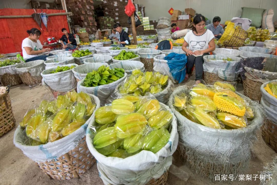 福建云霄假烟价格表_福建云霄云顶温泉_福建云霄水果种植基地