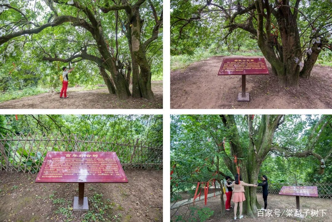 福建云霄假烟价格表_福建云霄水果种植基地_福建云霄云顶温泉