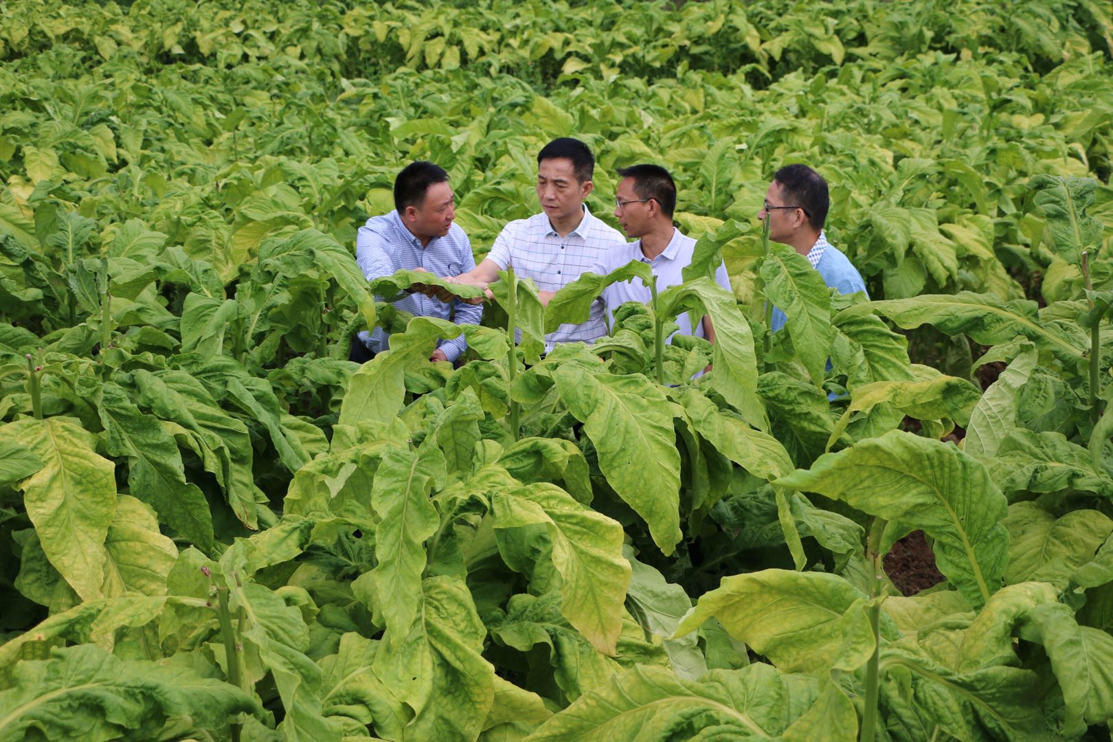 云南中烟原料中心_云南烘培原料批发市场_芜湖新兴铸管有限责任公司采购中心原料部