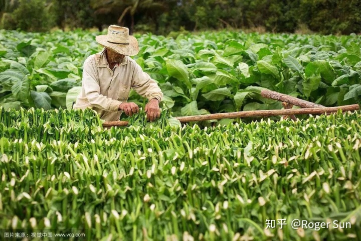 中国进口优质烟叶_中国最贵的烟叶_中国烟叶公司