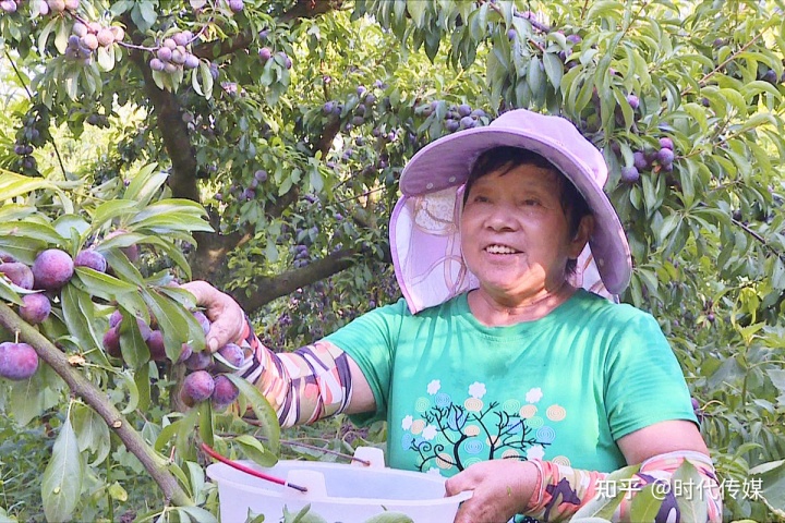 福建云霄假烟批发商_福建云霄水果种植基地_福建云霄云顶温泉图片