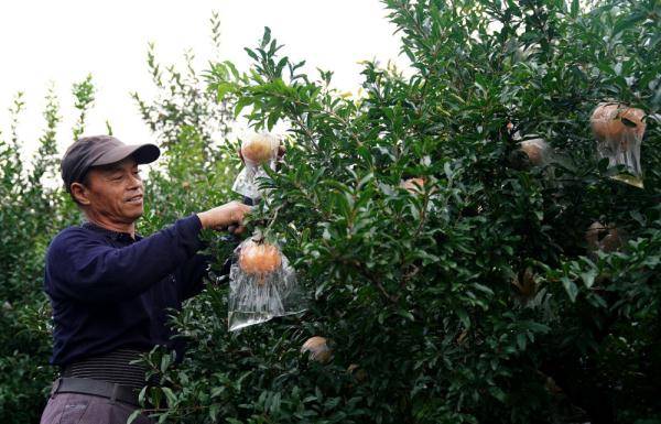 福建云霄云顶温泉图片_福建云霄水果种植基地_福建云霄假烟批发商