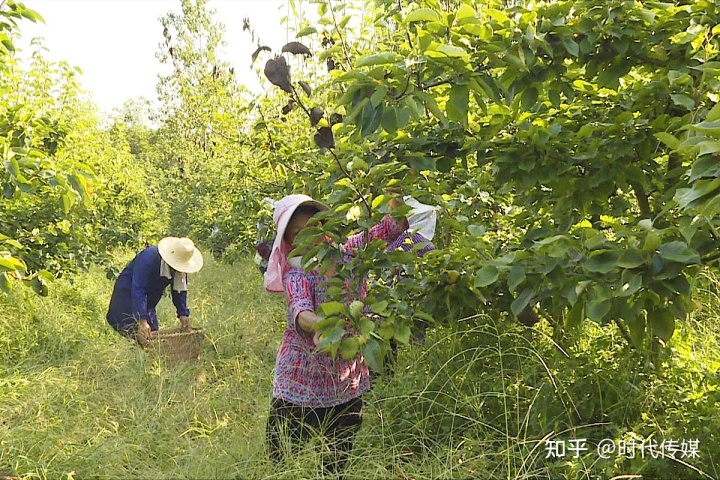 福建云霄假烟批发商_福建云霄水果种植基地_福建云霄云顶温泉图片