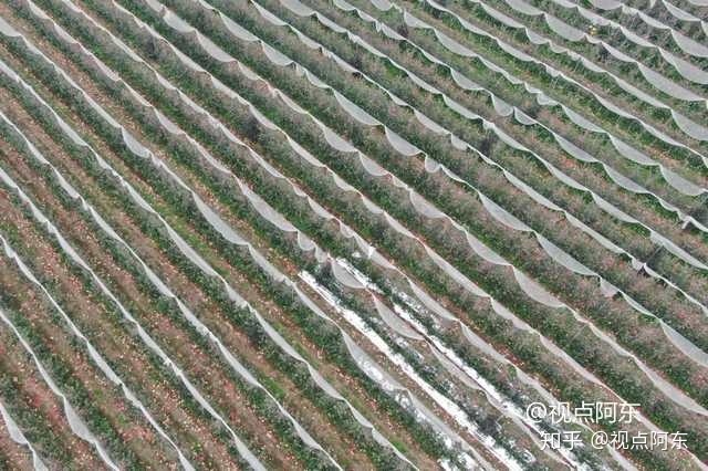 福建云霄水果种植基地_福建云霄云顶温泉图片_福建云霄假烟的价目表