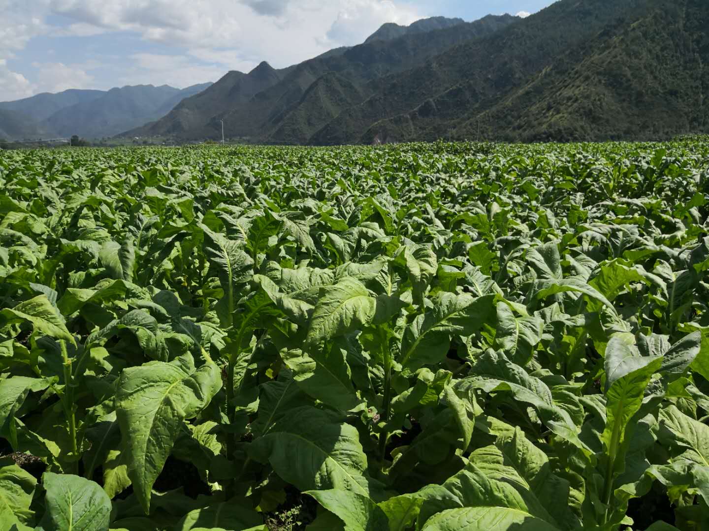 悦刻电子烟原料生产企业_云南中烟原料中心_烟花的制作和原料