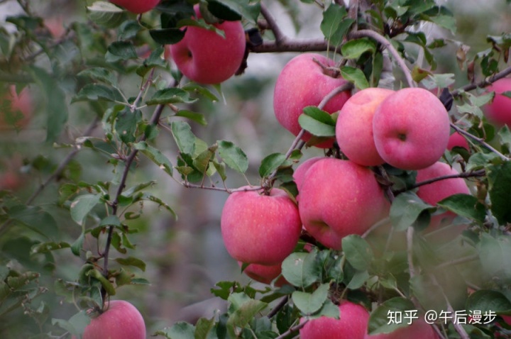 福建云霄水果种植基地_福建云霄乱真烟微信_福建云霄到厦门动车