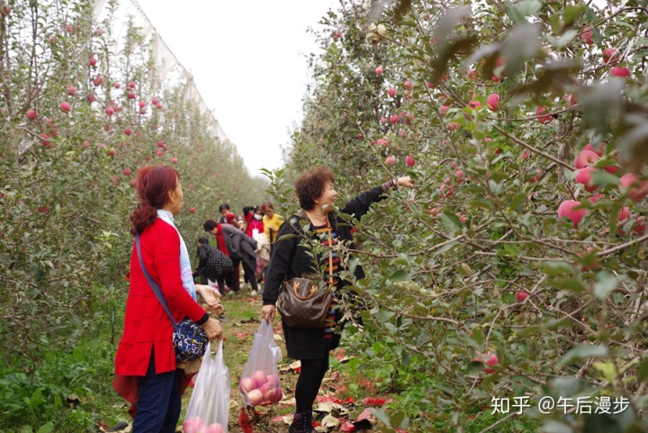 福建云霄乱真烟微信_福建云霄水果种植基地_福建云霄到厦门动车