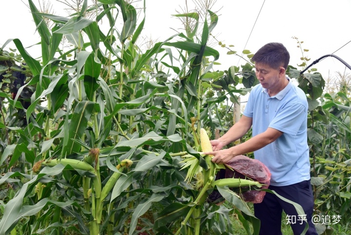 福建云霄水果种植基地_福建云霄假烟的价目表_福建云霄温泉