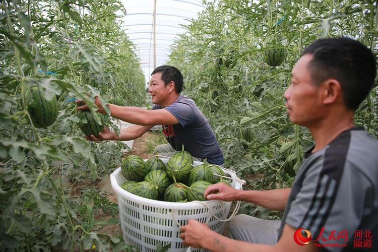 福建云霄水果种植基地_福建云霄美宝集团罗明祥_山东水果种植销售基地