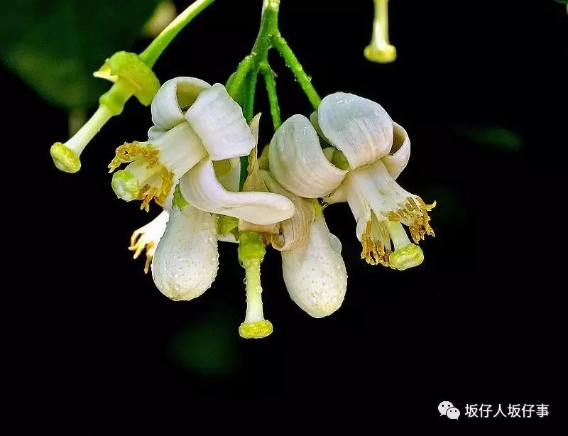 云霄县蜜柚产量_大埔蜜柚与馆溪蜜柚_红肉蜜柚和三红蜜柚