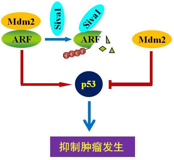 戒烟激活癌细胞_胃窦印戒细胞癌应该看哪个科_透明细胞癌