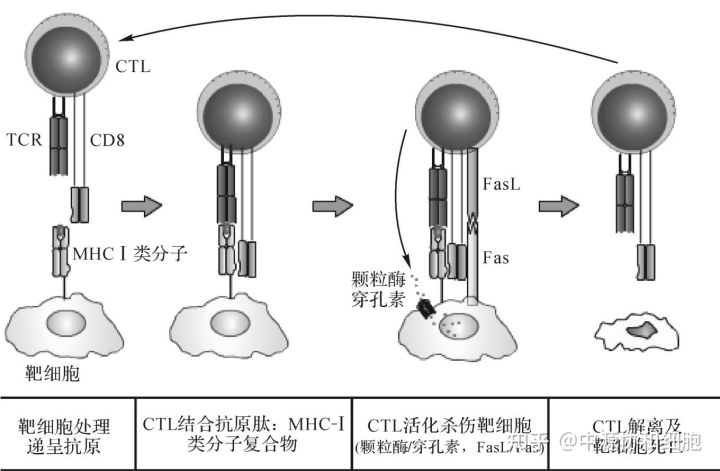 突然戒烟会得癌_印戒细胞癌_戒烟激活癌细胞