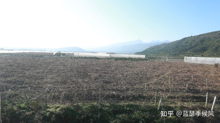 福建云霄水果种植基地_福建水果种植分部_福建云霄假烟的价目表