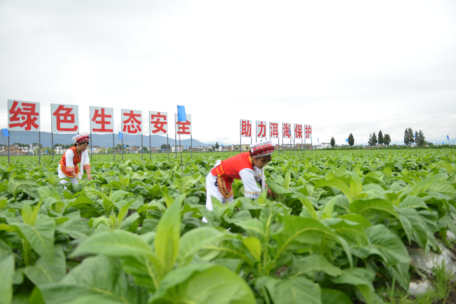 云南烟草公司招聘_旅游产业地位云南_云南烟草在全国的地位