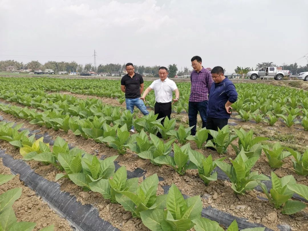 龙口当地春节特色美食_永济当地特色美食_云南当地的特色卷烟