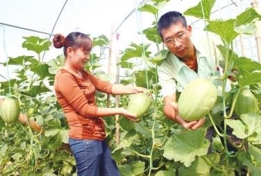 泉州云霄蜜柚产地_平和蜜柚产地价格行情_大埔蜜柚与馆溪蜜柚