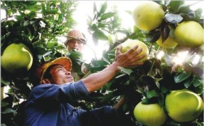 平和蜜柚产地价格行情_大埔蜜柚与馆溪蜜柚_泉州云霄蜜柚产地