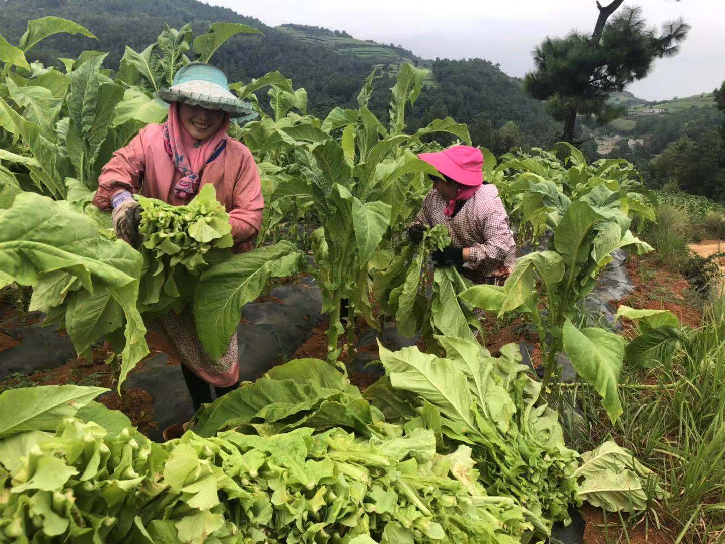 香烟生产成本_生产一吨车用尿素成本_100元的香烟成本