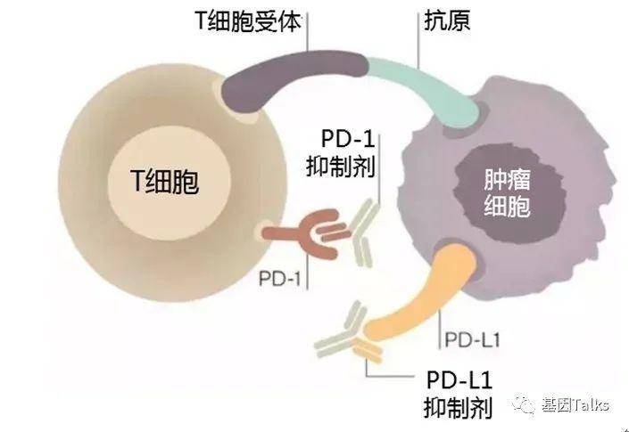 透明细胞肾细胞癌_戒烟后真的会得癌吗_戒烟激活癌细胞