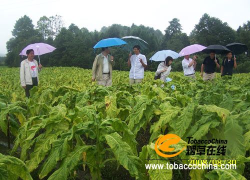 优质进口葡萄酒批发厂家_优质烟叶化学成分_中国进口优质烟叶