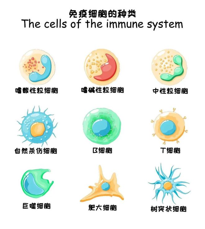 中性粒细胞特点图片