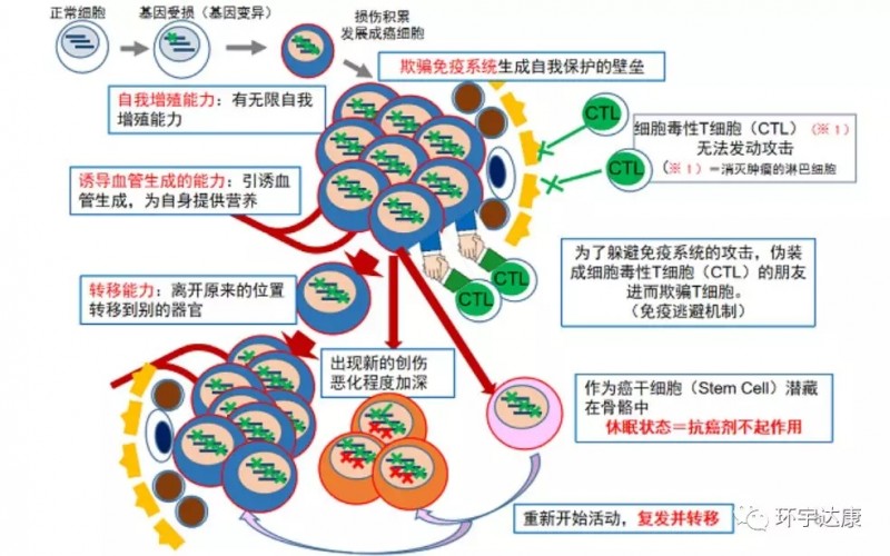 印戒细胞癌能活多久_戒烟激活癌细胞_黑色素癌与基底细胞癌那个严重