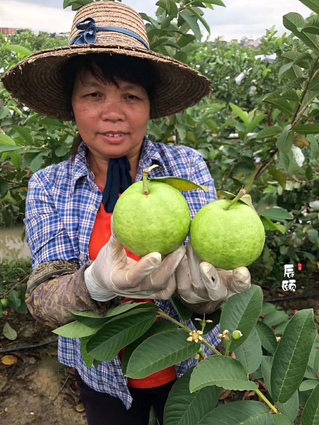 福建云霄马舖枧河村新闻_福建水果种植分部_福建云霄水果种植基地