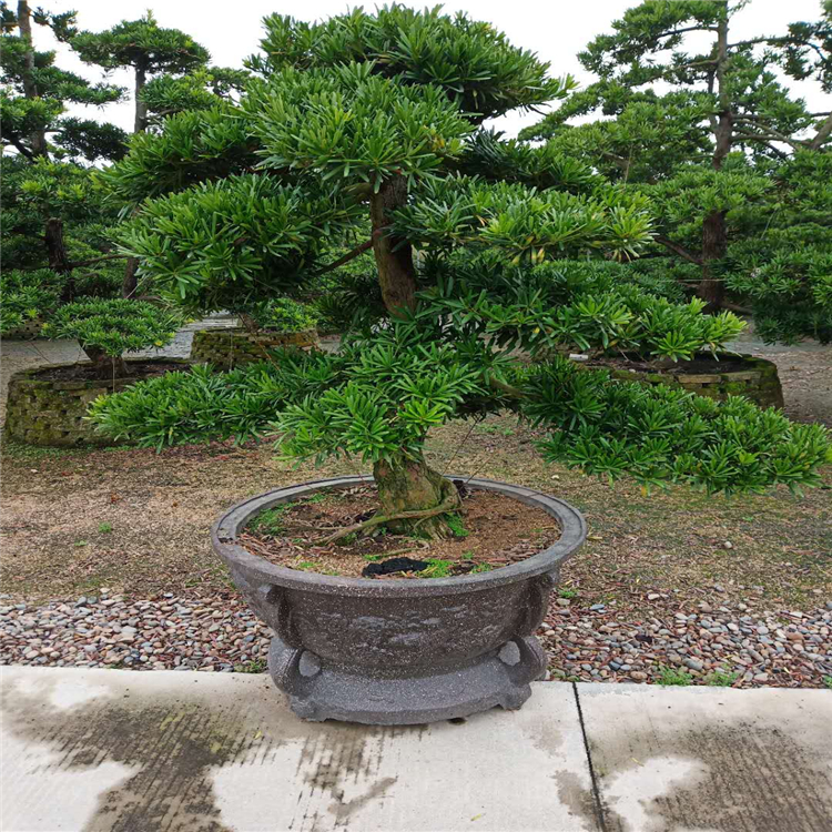 三红蜜柚树苗产地_泉州云霄蜜柚产地_红肉蜜柚 白肉蜜柚 区别