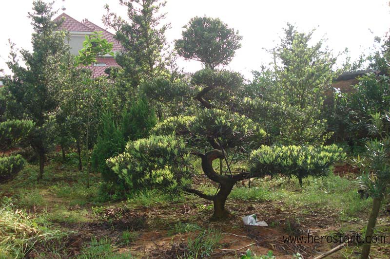 三红蜜柚树苗产地_泉州云霄蜜柚产地_红肉蜜柚 白肉蜜柚 区别