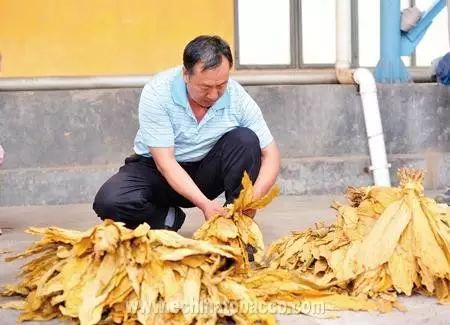 云南烘培原料批发市场_云南中烟原料中心_电子烟烟碱原料供应商