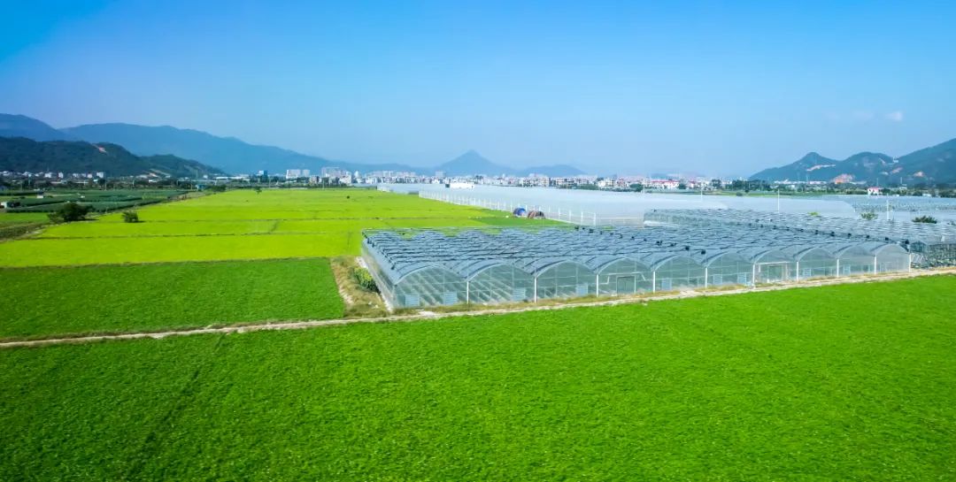 红心蜜柚产地_泉州云霄蜜柚产地_井冈蜜柚和其他蜜柚相比