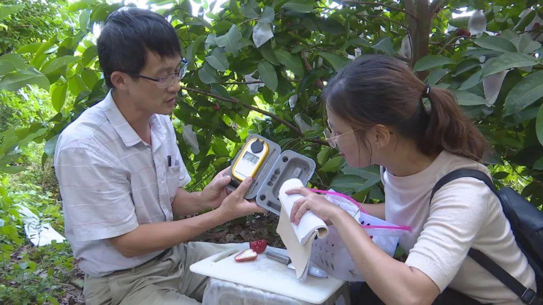 福建云霄云顶温泉_福建云霄乱真烟微信_福建云霄水果种植基地