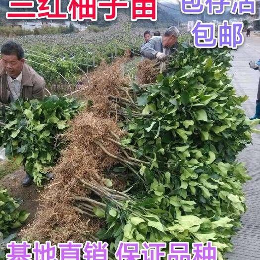 大埔蜜柚与馆溪蜜柚_云霄123车队电话云霄点_云霄县蜜柚产量