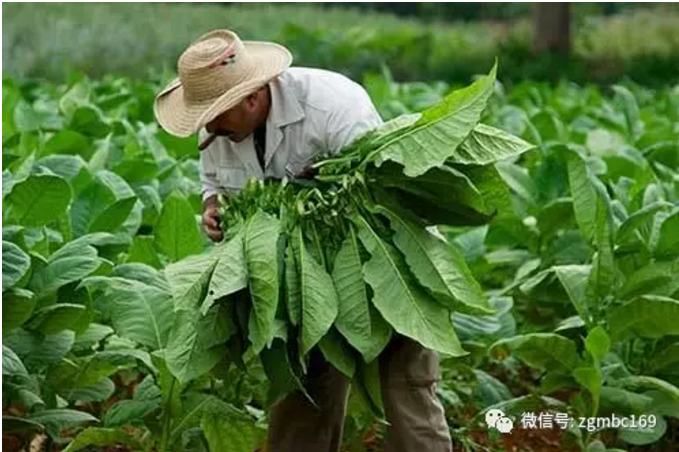 中国进口优质烟叶_3a21进口优质铝板_使烟叶优质高产的肥料