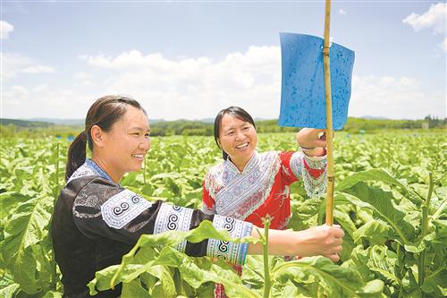 使烟叶优质高产的肥料_中国进口优质烟叶_优质进口尼龙板