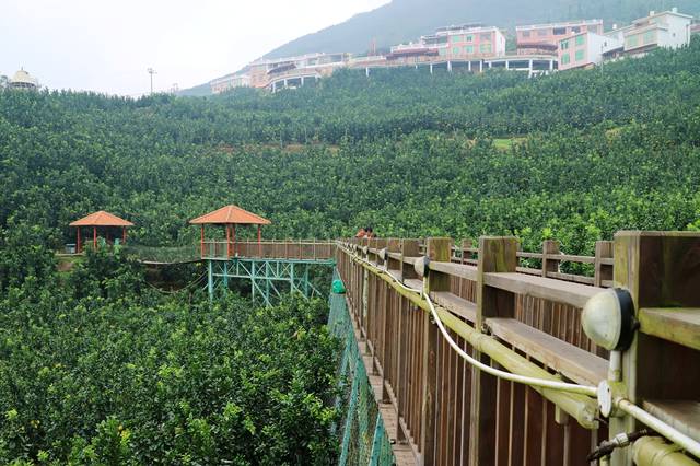 福建云霄水果种植基地_山东水果种植销售基地_福建云霄马舖枧河村新闻