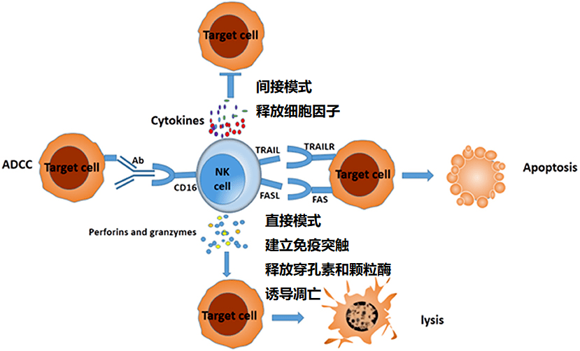 戒烟激活癌细胞_为什么突然戒烟会得癌_印戒细胞癌 英文