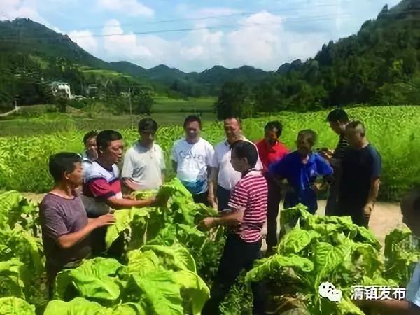 优质进口尼龙板_进口优质辣椒种子_中国进口优质烟叶