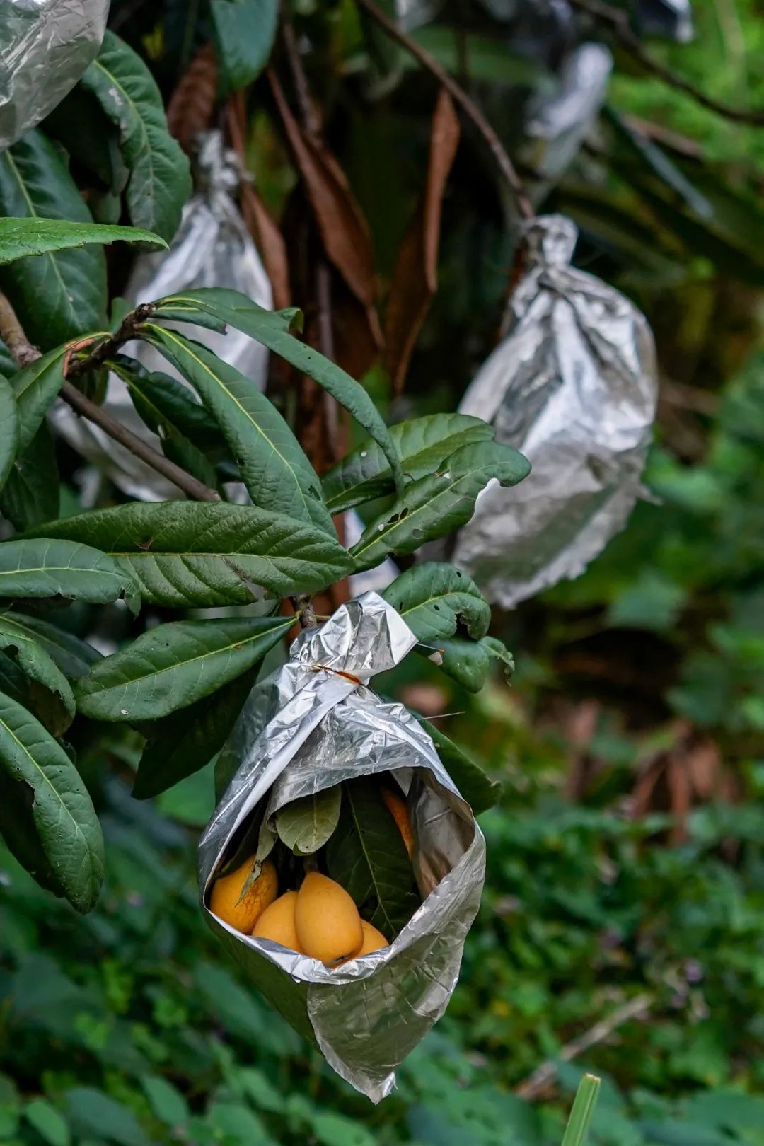 福建云霄新闻_福建云霄水果种植基地_福建云霄假烟的价目表