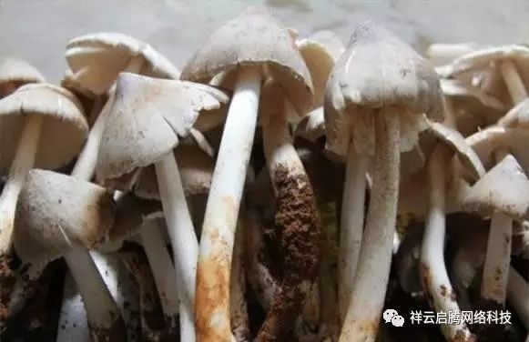 枣庄3种当地春节特色美食_云南当地的特色卷烟_当地特色