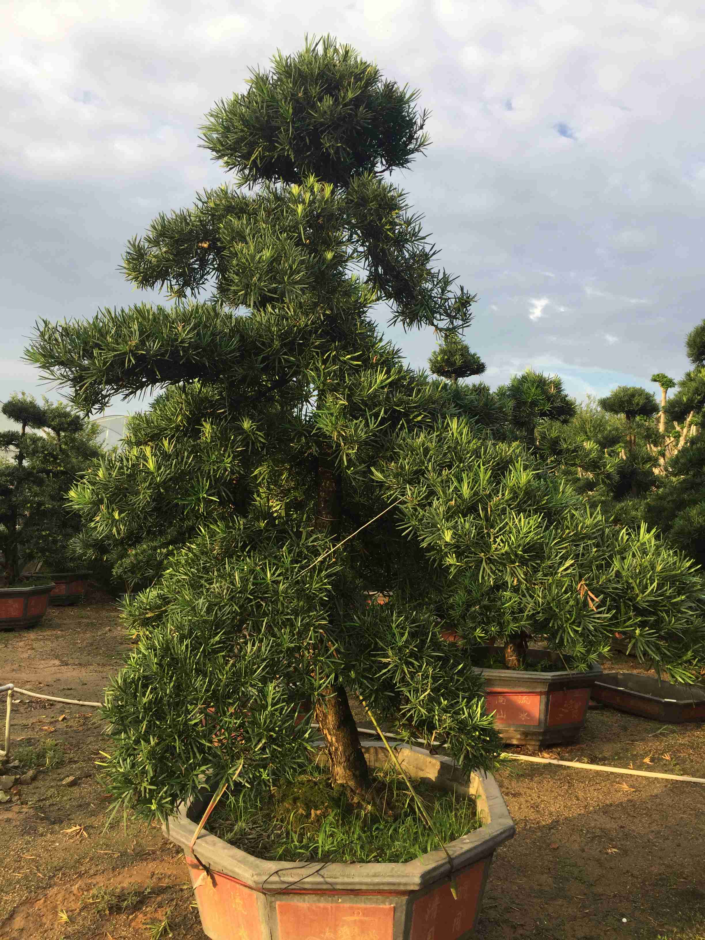 平和琯溪蜜柚产地_泉州云霄蜜柚产地_红肉蜜柚和三红蜜柚