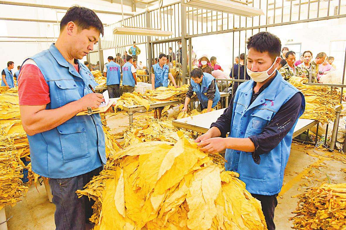 云南昆明卷烟厂的产品有哪些_云南昆明和丽江有多远_青岛卷烟厂厂长