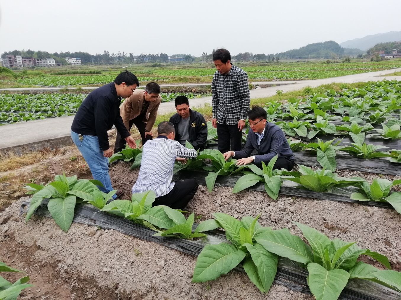 中国进口优质烟叶_中国最贵的烟叶_优质进口葡萄酒批发价格