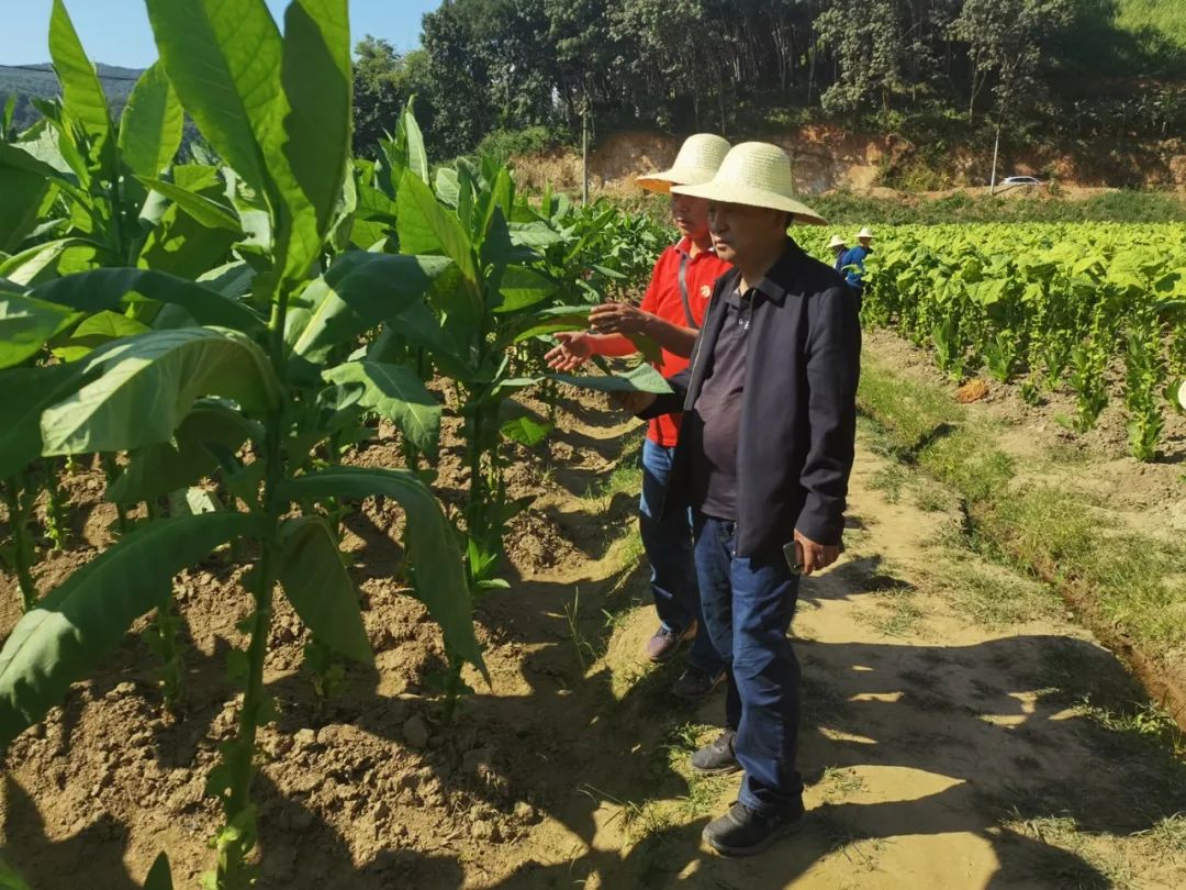 云南当地的特色卷烟_上海当地特色美食_去海南买当地特色烟到哪儿买