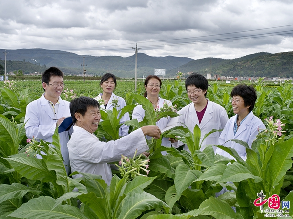 云南农业大学烟草专业研究生研究生录取分数线_云南烟草在全国的地位_明朝沐家在云南地位